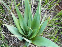 Ledebouria marginata green leaves