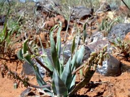 Ledebouria marginata transversal leaf bands