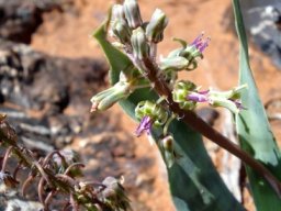 Ledebouria marginata, young and old flowers