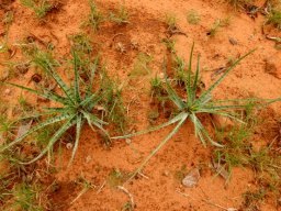 Ledebouria narrow leaves