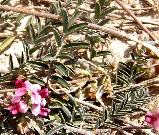 Lessertia argentea leaves