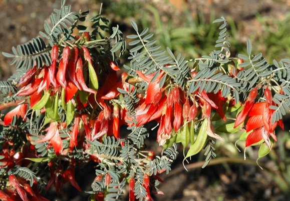 Lessertia frutescens