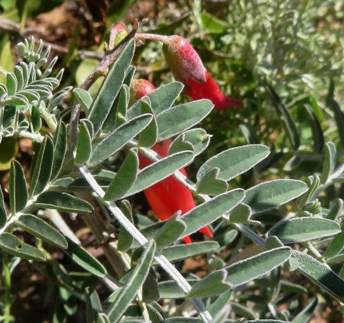 Lessertia frutescens leaflets