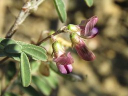 Lessertia annularis flowers