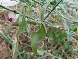 Lessertia annularis