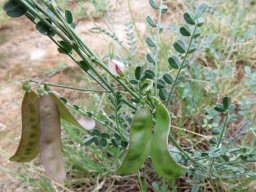 Lessertia annularis pods