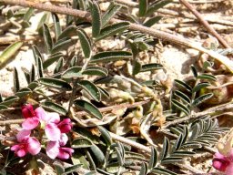 Lessertia argentea leaves