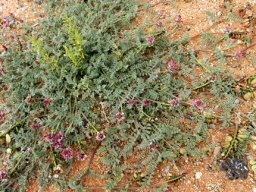 Lessertia capitata