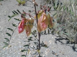 Lessertia frutescens carrying a load