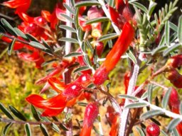 Lessertia frutescens white stems