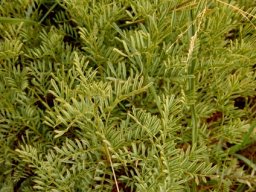 Lessertia stricta leaves