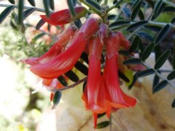 Lessertia frutescens flowers and fruit pods
