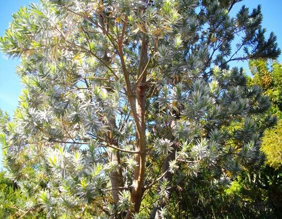 Leucadendron argenteum