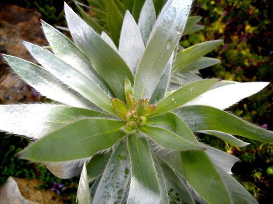 Leucadendron argenteum summer leaf shine