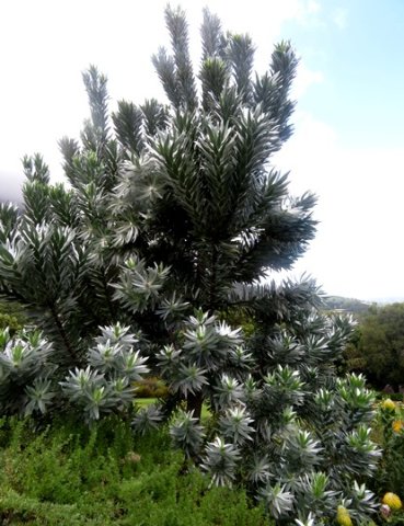 Leucadendron argenteum male tree