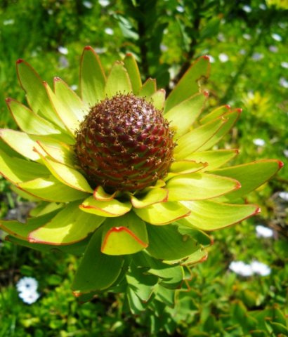 Leucadendron elimense with female flowerhead