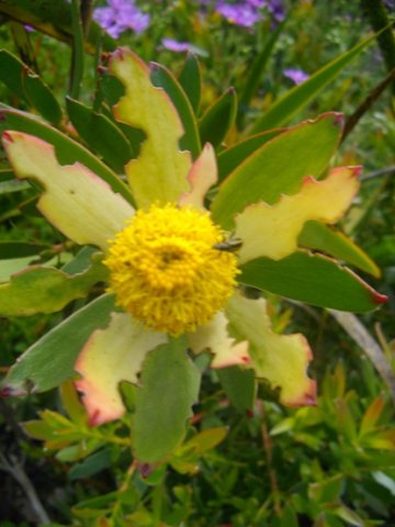 Leucadendron elimense showing male flowerhead