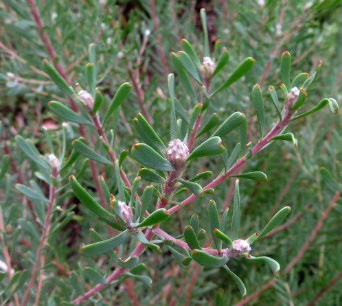 Leucadendron galpinii cone beginnings