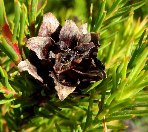Leucadendron laxum old fruit cone
