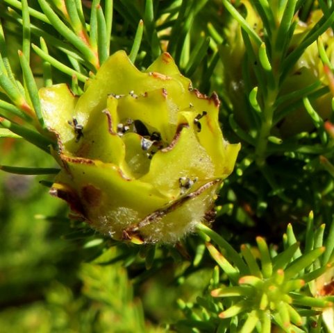 Leucadendron laxum young fruit cone