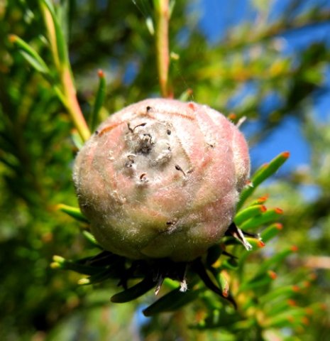 Leucadendron linifolium female cone