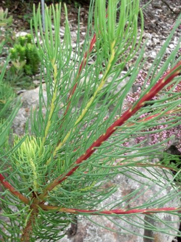 Leucadendron nobile stems