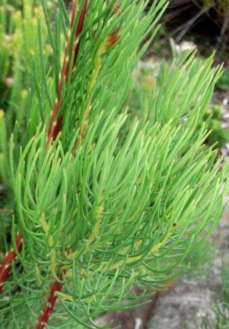 Leucadendron nobile leaves
