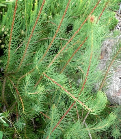 Leucadendron nobile