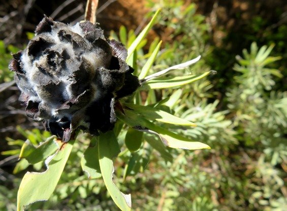 Leucadendron pubescens old cone