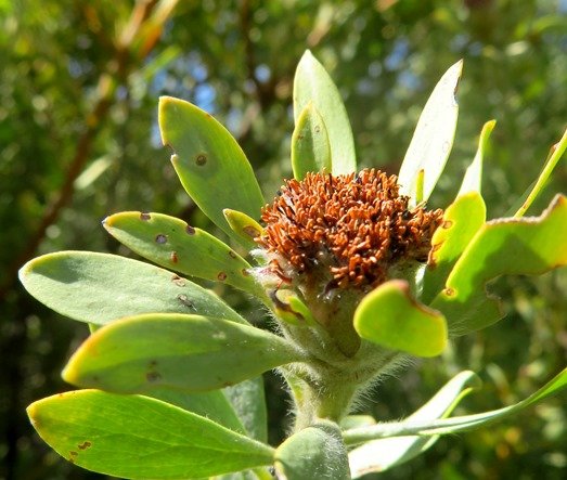 Leucadendron pubescens male flowers