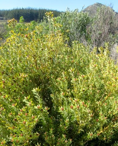 Leucadendron pubescens