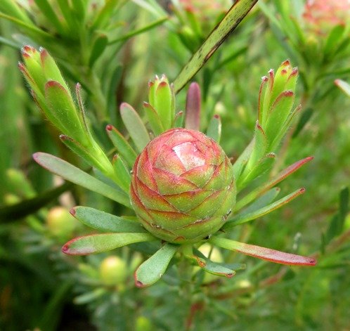 Leucadendron