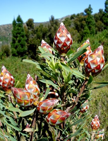 Leucadendron rubrum
