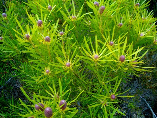 Leucadendron salignum in three good colours