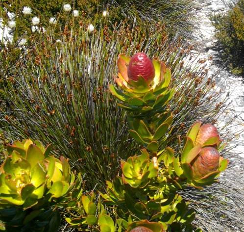 Leucadendron strobilinum reddish fruiting cones