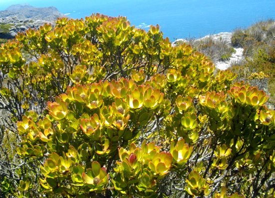 Leucadendron strobilinum