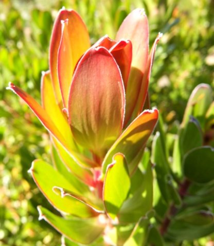 Leucadendron strobilinum stem tip