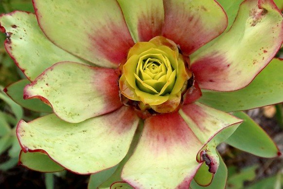 Leucadendron tinctum bergroos leaves and bracts