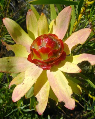 Leucadendron tinctum
