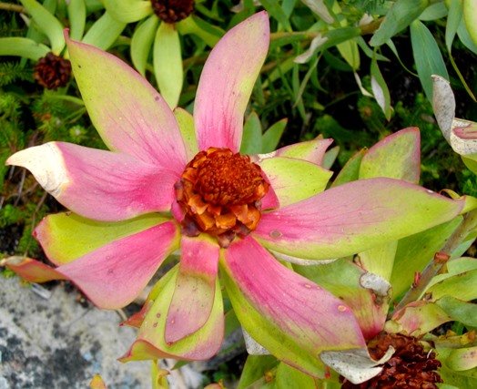 Leucadendron tinctum blushing leaves