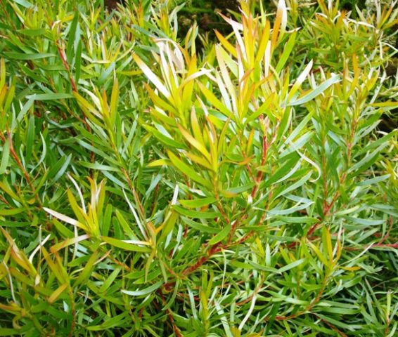 Leucadendron xanthoconus
