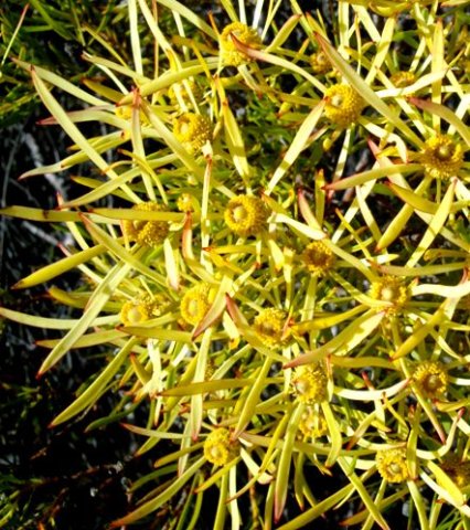 Leucadendron xanthoconus male or pollen cones