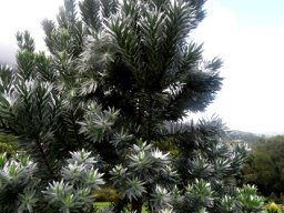 Leucadendron argenteum male tree