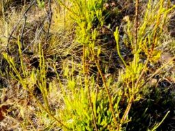 Leucadendron corymbosum