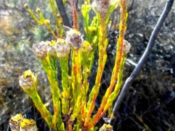 Leucadendron corymbosum