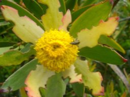 Leucadendron elimense showing male flowerhead