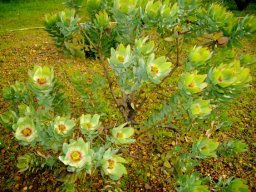 Leucadendron gandogeri
