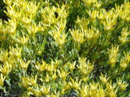 Leucadendron laureolum in winter flowering colour