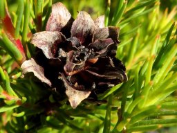 Leucadendron laxum old fruit cone