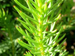 Leucadendron laxum leaves
